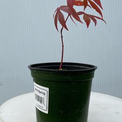 Small Red Japanese Maples