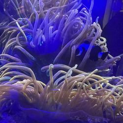 Fake Chicago Anemone 