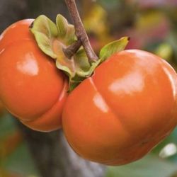 Japanese Giant Fuyu Persimmon Tree