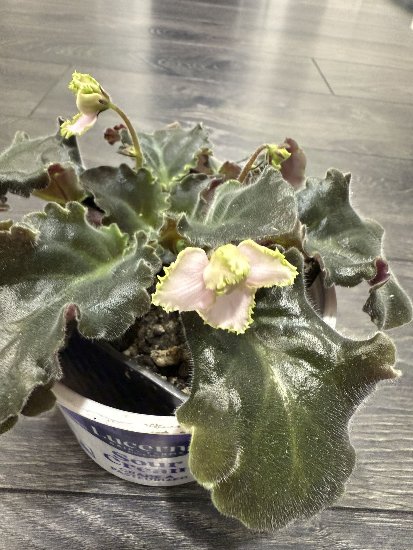 African Violet Very Rare Dusty Pink Blooming Plant