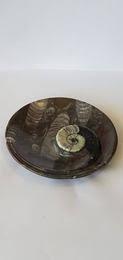 Fossil round plates