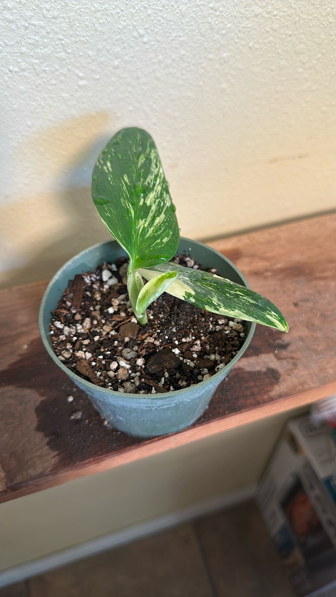 Monstera Standleyana Aurea