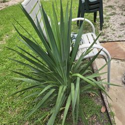 Beautiful Yukka Plants