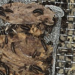 Dermestid beetle colony