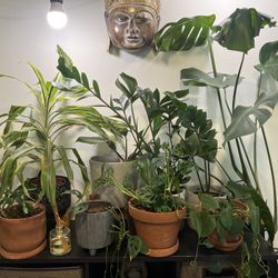 Assorted Plants And Pots