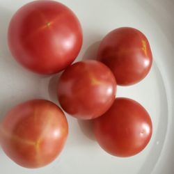Rare Organic Isis Candy Cherry Tomato Seeds And Plants! 2026 SEASON EARLY RELEASE! 