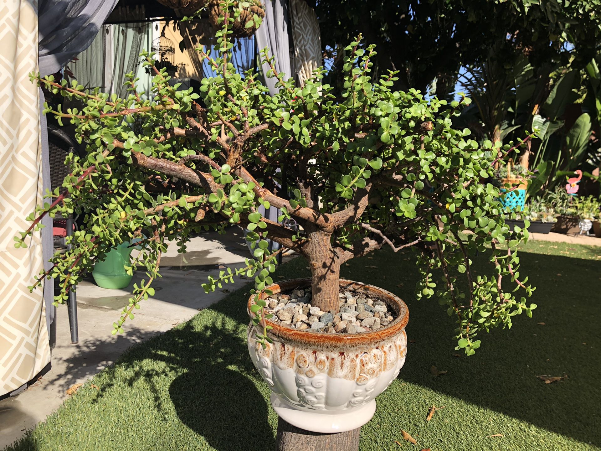 Very gorgeous, big succulent tree in a beautiful ceramic pot, see pics