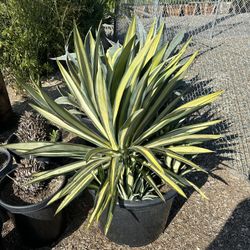 Agave