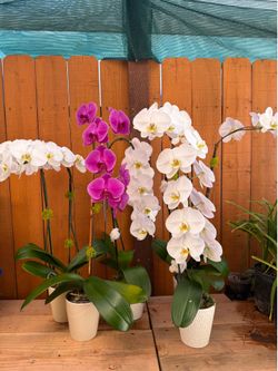 Large orchids Phalaenopsis