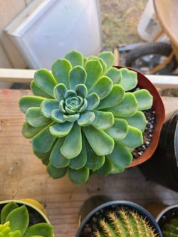 Succulent plant echeverria