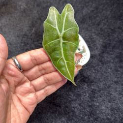 Live Plant 🌱 Alocasia Pink Poly Mint #2