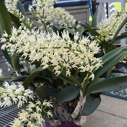 Dendrobium specious  virtiula -Australian rock orchid