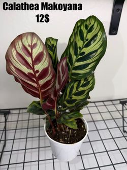 Calathea Makoyana