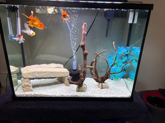 40 gallon tank