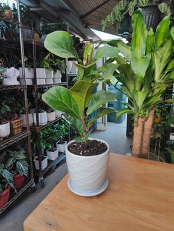Indoor Plants for $20 Each One