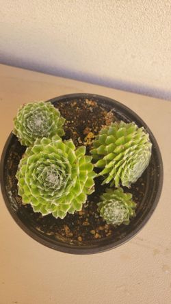 Sempervivum Succulent Plant
