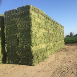 #1 Alfalfa Fore sale 