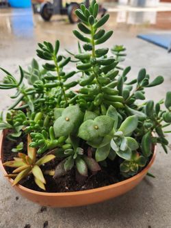 Arrangement of succulents. 