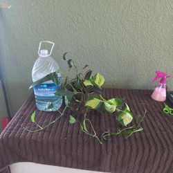 Manjula  Cobalt blue mikens