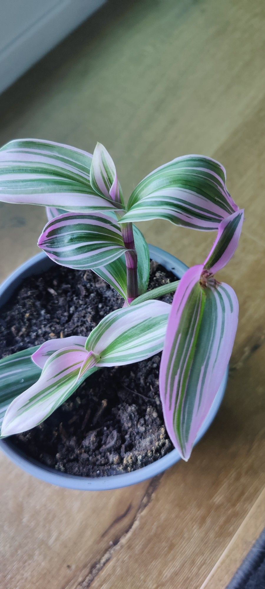 Tradescantia Nanouk- Bubblegum 