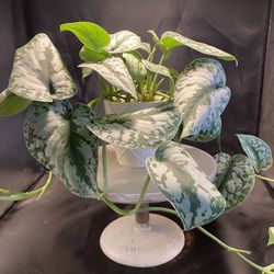 Scindapsus pictus 'Exotica'