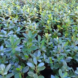 Green Island Ficus Privacy Hedge Plants 🌿 3gl $6