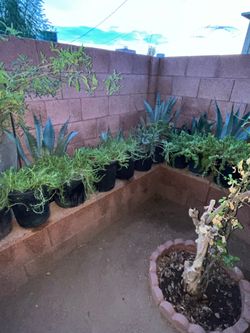 A Bunch of Moss Rose and All Types Of Plants