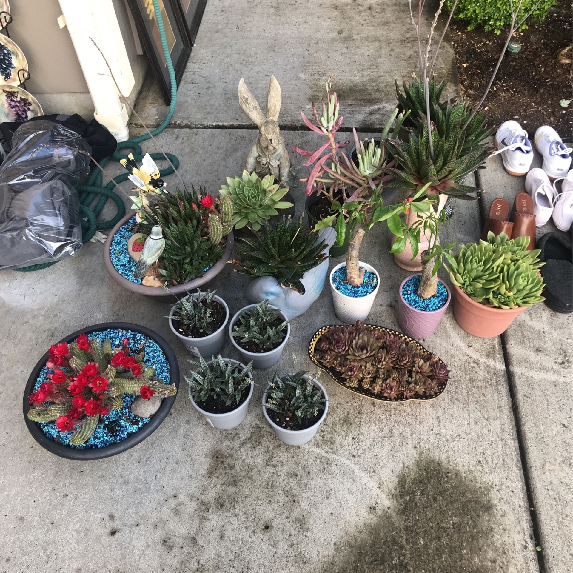 plant sale
