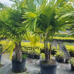 Christmas Palms 6 Feet Tall!!! Fertilized 