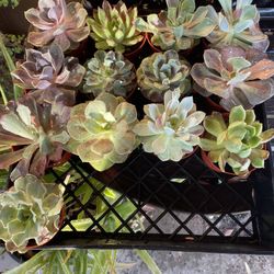 Live Succulent Plants - Gently Used