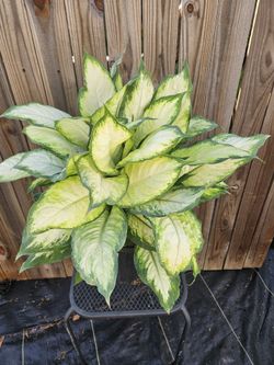 Dieffenbachia, 3 Gallons Pot Live Plants 