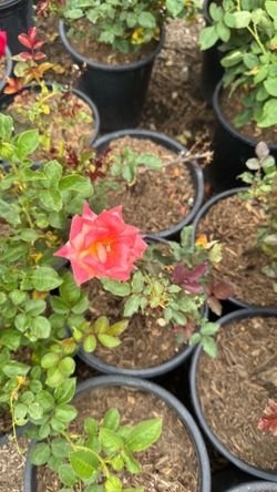 Bright pink / yellow rose