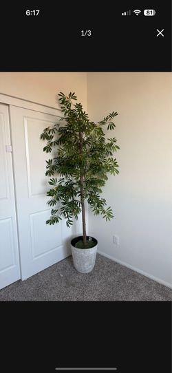 Olive tree decor