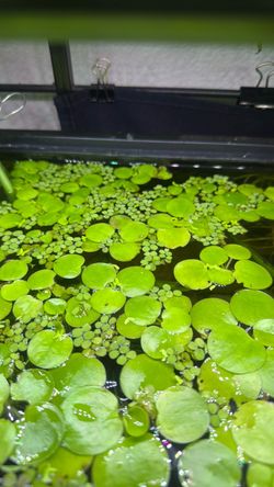 Duckweed and Frogbit