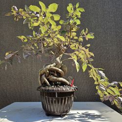 Old Beach Vitex  Bonsai Tree
