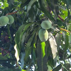 Mangos