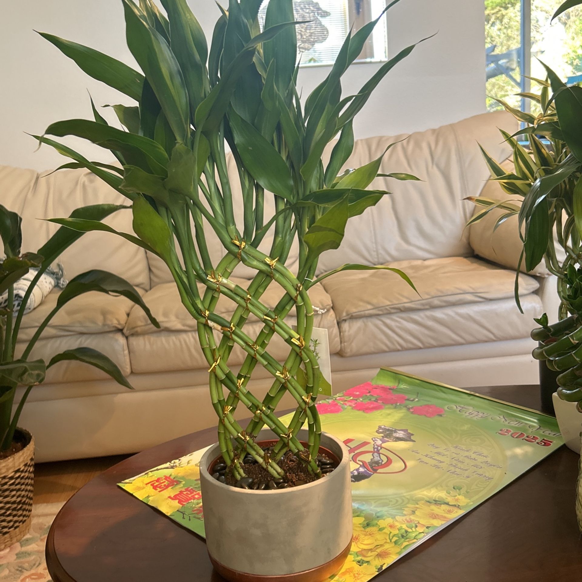 Bradedbamboo Plant
