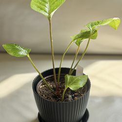 Anthurium Hookeri (Low Variegation)