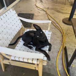 Vintage Roomy Backyard Chair 