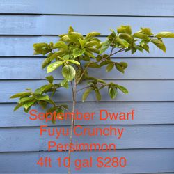 dwarf fuyu crunchy persimmon tree