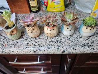 Owl Ceramic Succulent Planters Set of 5 buy 1 for $10 or 2 for $15