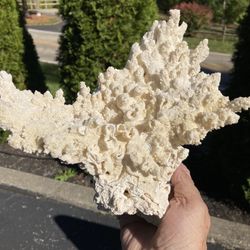 Bengals Signed Football By Keith River