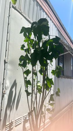 Árbol de chía de venta mide 7 pies  de altura  en  maceta de 4 galones x7.00 Rialto ca.  chia tree 7 feet’s tall x7.00   In Rialto ca.