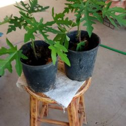 4 árboles de papayo $5 cada uno