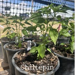 Chile Tepin  (1 Gallon ) $5