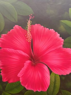 Hibiscus Flower oil Painting on Canvas