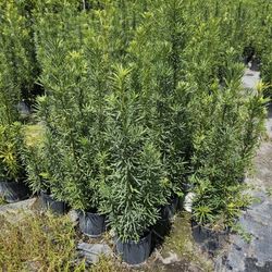 podocarpus  Only 9.50 very  tall fertilized  full Instant  Privacy Hedge For Fence Green 