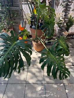 Monstera