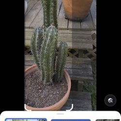 Stetsonia Coryne Aka Toothpick Cactus 🌵