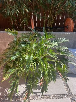 Xanadu Philodendron